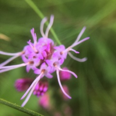 Liatris