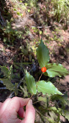Prosartes hookeri