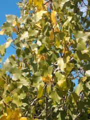 Populus deltoides