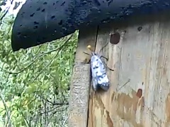 Pyrops watanabei