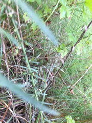 Liatris
