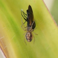 Dictynidae