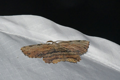 Lytrosis unitaria
