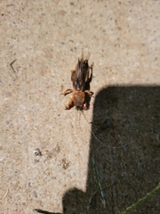Neocurtilla hexadactyla
