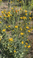 Heterotheca grandiflora