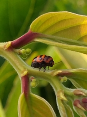 Cryptocephalus trifasciatus
