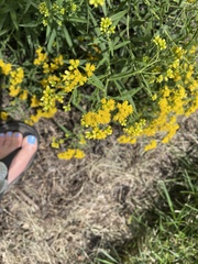 Euthamia caroliniana