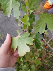 Ribes aureum