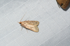Aglossa
