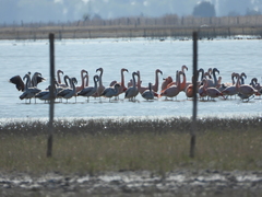 Phoenicopterus chilensis
