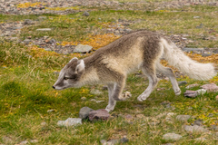 Vulpes lagopus