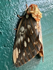 Citheronia brissotii