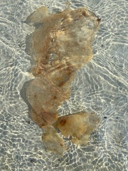 Saccharina latissima