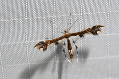 Geina tenuidactylus