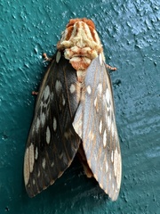 Citheronia brissotii