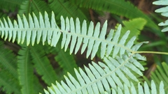 Gleicheniaceae