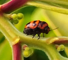 Cryptocephalus trifasciatus