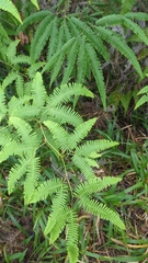 Gleicheniaceae