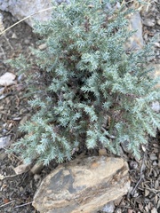Juniperus scopulorum