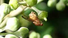 Brachycera