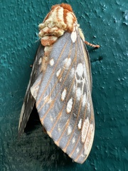 Citheronia brissotii