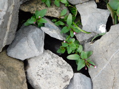 Epilobium minutum