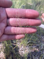 Muhlenbergia minutissima