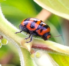 Cryptocephalus trifasciatus