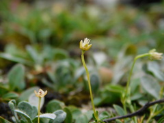 Sagina saginoides