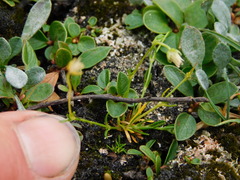 Sagina saginoides