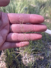 Muhlenbergia minutissima