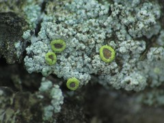 Lecanora inaurata