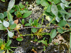 Sagina saginoides