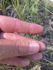 Muhlenbergia minutissima