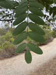 Robinia