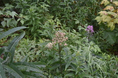 Ligusticum canbyi