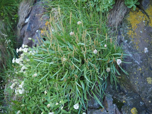 skorocel prímorský (Plantago maritima)