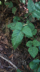 Rubus ursinus
