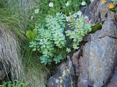 Rhodiola rosea