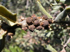 Disholcaspis prehensa