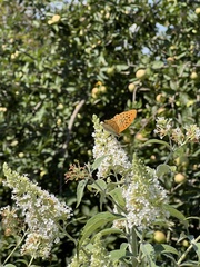 Argynnis paphia