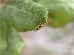 Thaumatomyia glabra