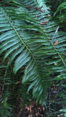 Polystichum munitum