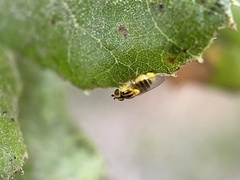 Thaumatomyia glabra