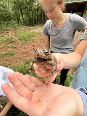 Anaxyrus terrestris