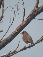 Turdus amaurochalinus
