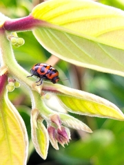 Cryptocephalus trifasciatus