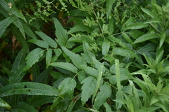 Ligusticum canbyi
