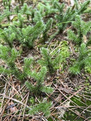 Lycopodium