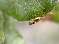 Thaumatomyia glabra